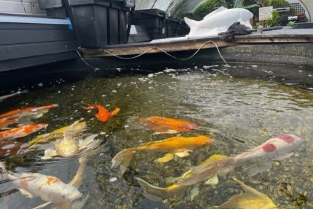 The Koi Pool Water Gardens